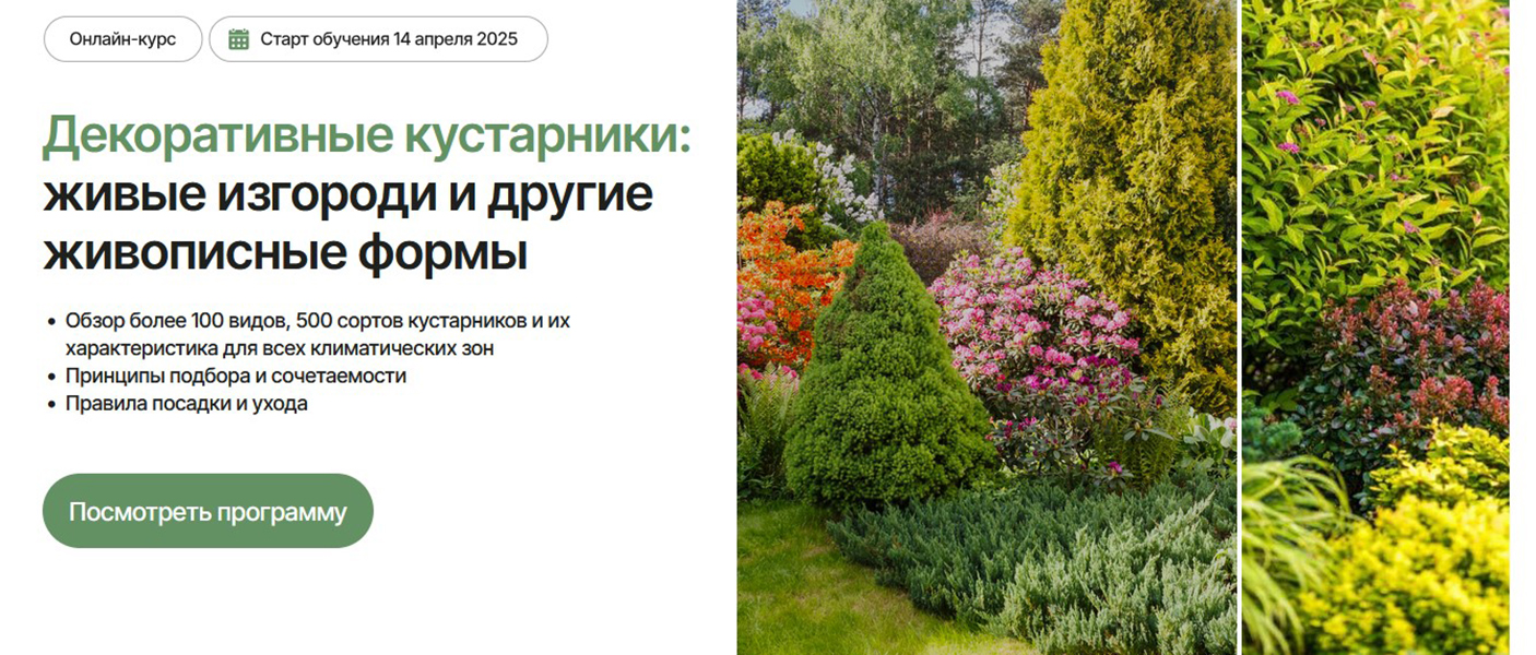 Изображение [Елена Савич] Декоративные кустарники: живые изгороди и другие живописные формы [Тариф Оптимальный]